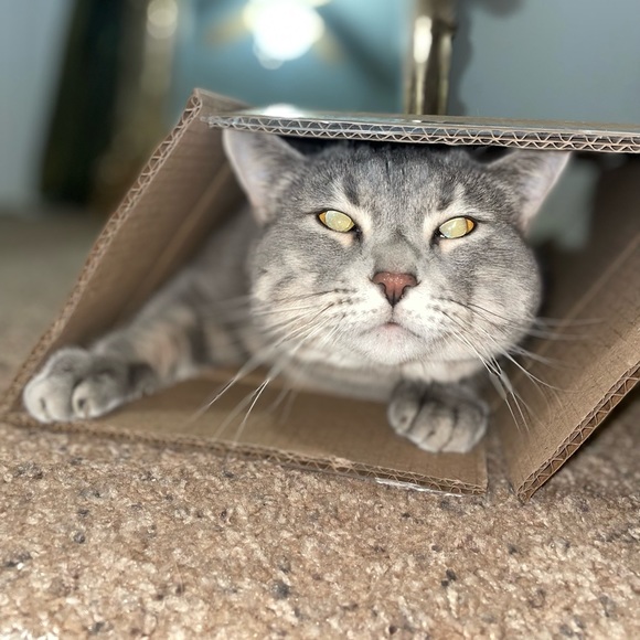 Meet your Posher, Azelin - Picture 1 of 1